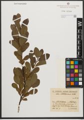 Foto von Salix waldsteiniana Willd.